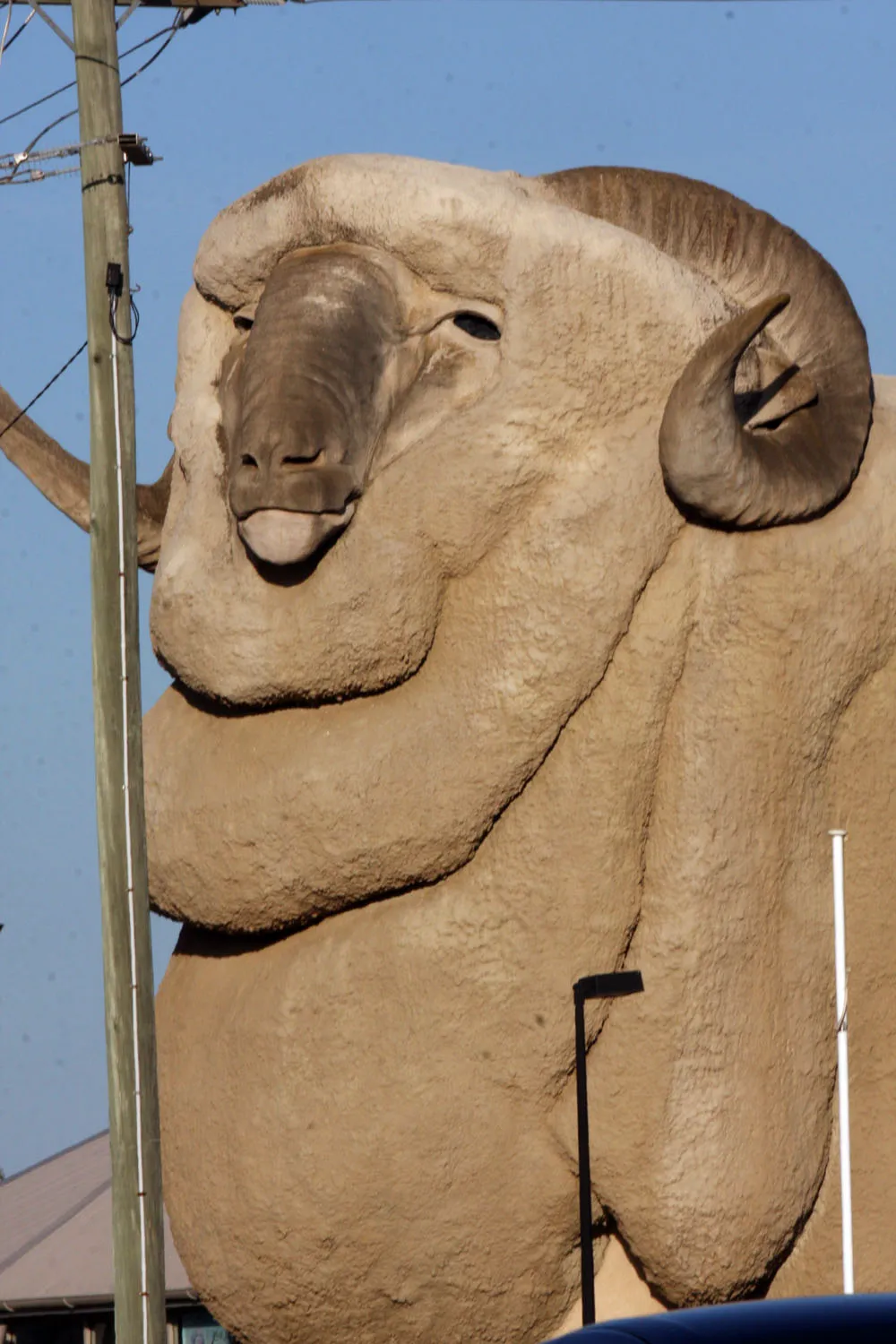 Big Merino 7